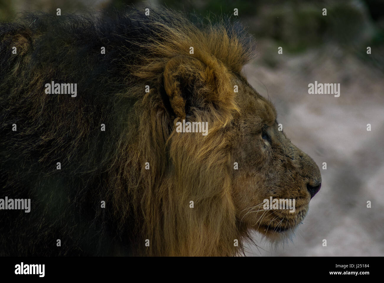 Einen schönen männlichen Alpha lion Herumstreichen der Käfig im Zoo Stockfoto
