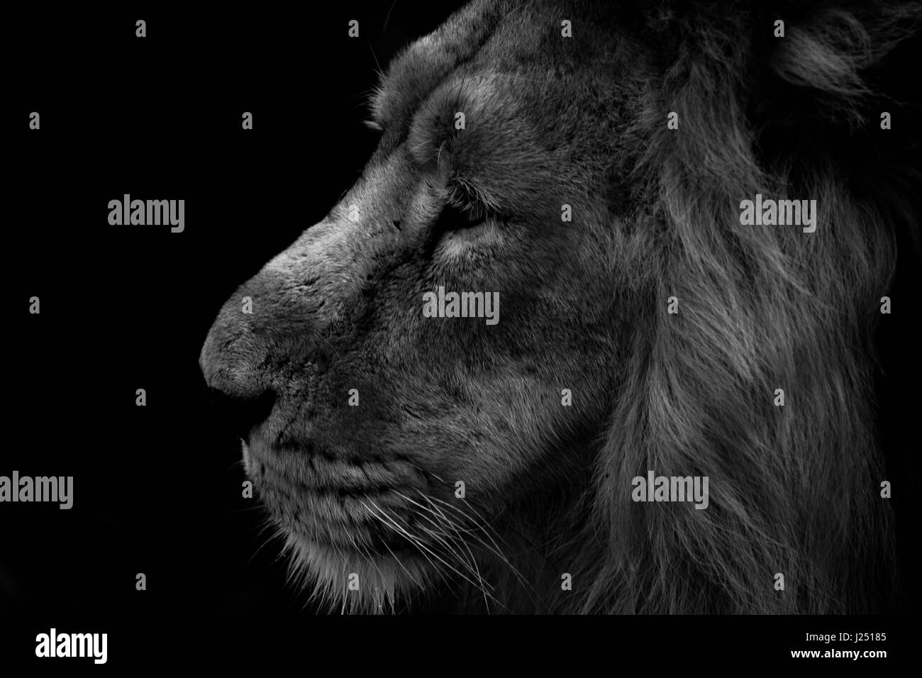 Ein Alpha-männchen lion on the prowl Stockfoto