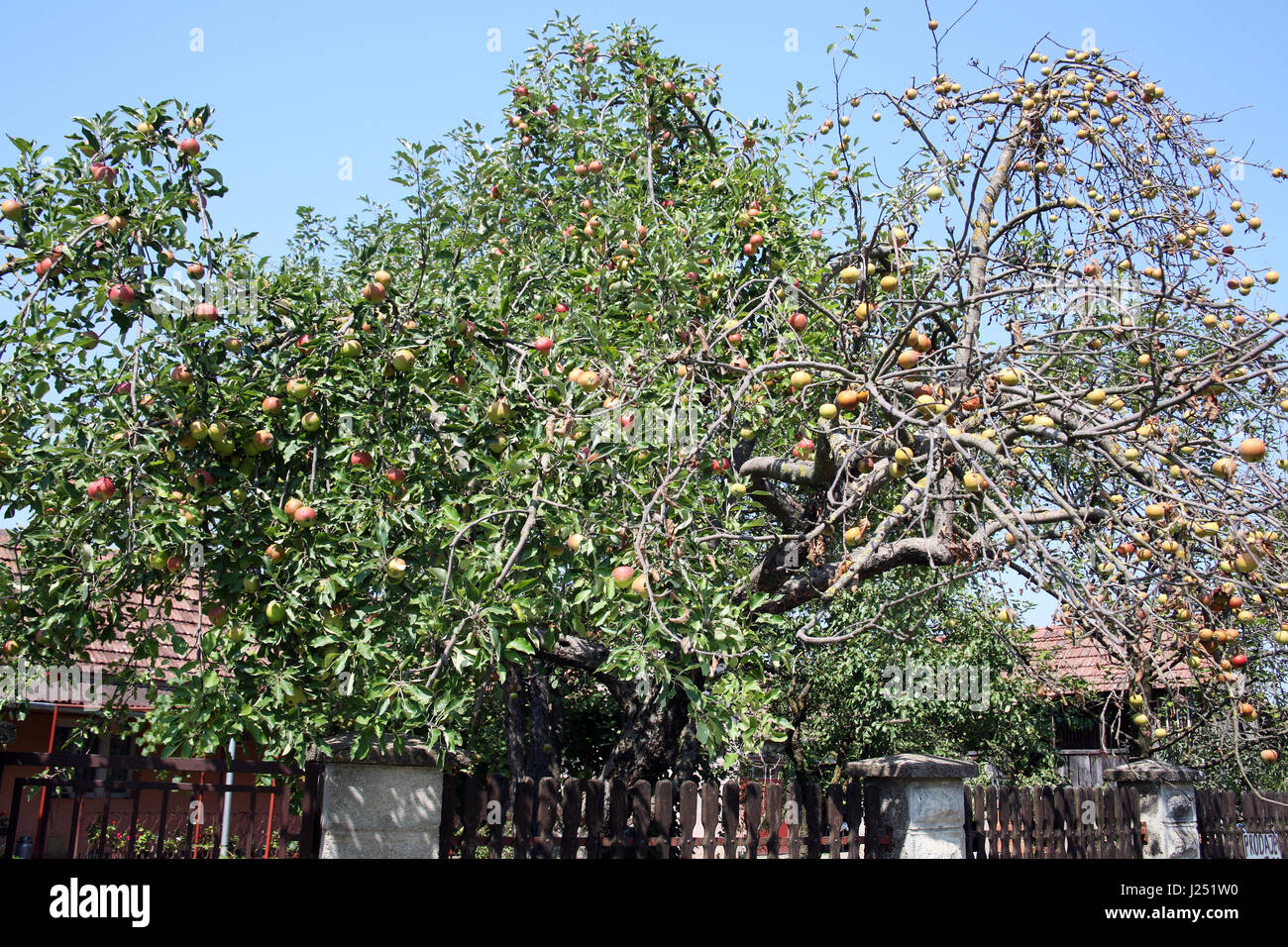 Slawonien, Details, Apfelbaum voller Früchte, Kroatien, Europa, 4 Stockfoto