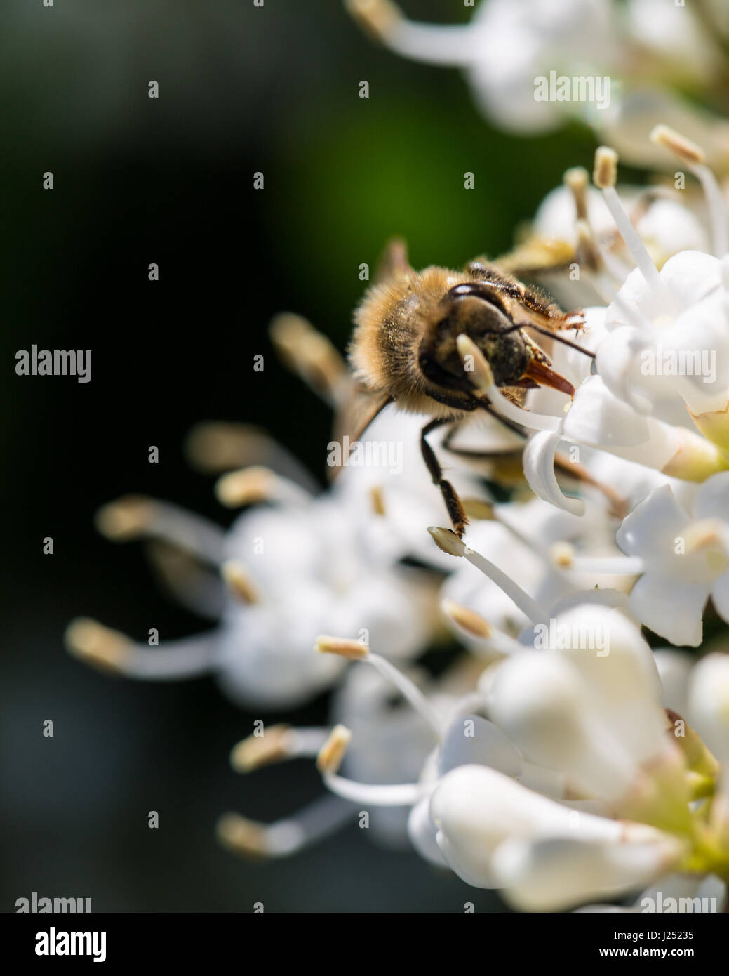 Biene-Zunge Stockfoto