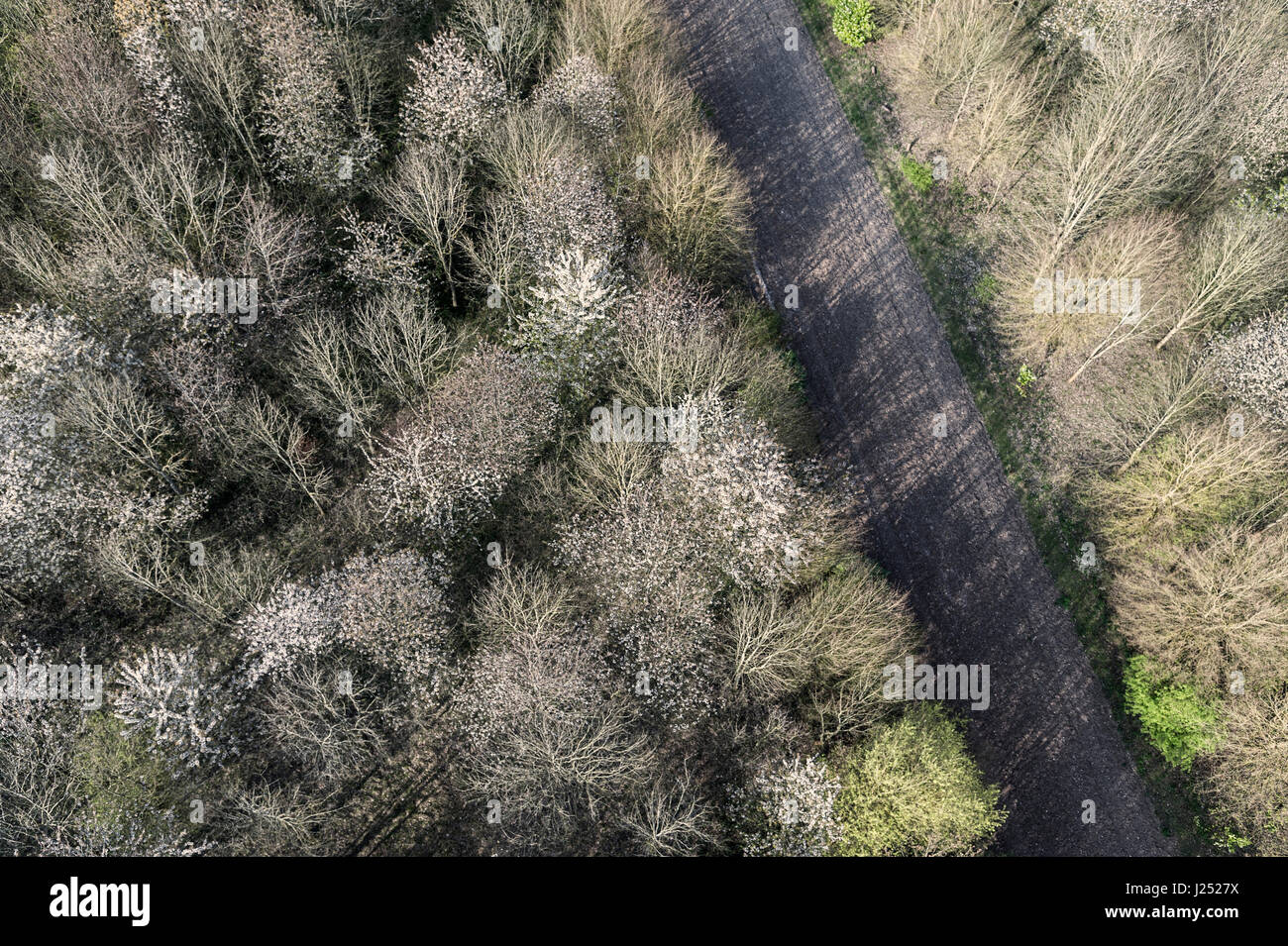 Luftaufnahme der Bäume und der Landschaft uk Stockfoto