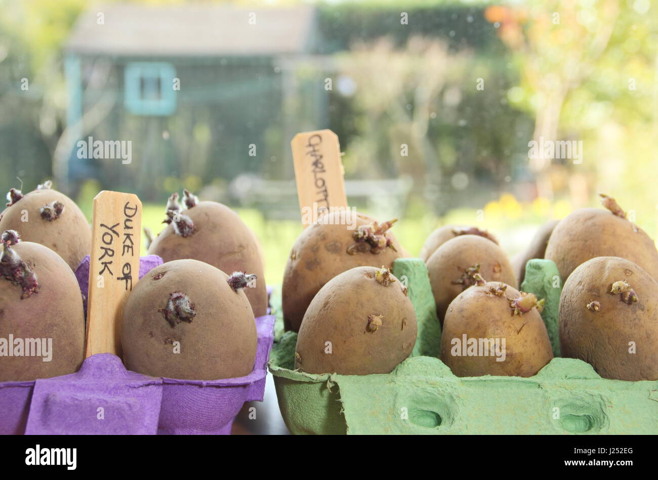 Kartoffeln Kartoffeln Saatgutsorten in Ei-Boxen auf sonnigen Fensterbank Förderung starke Sprossen vor dem Auspflanzen im Garten (im Bild) Stockfoto