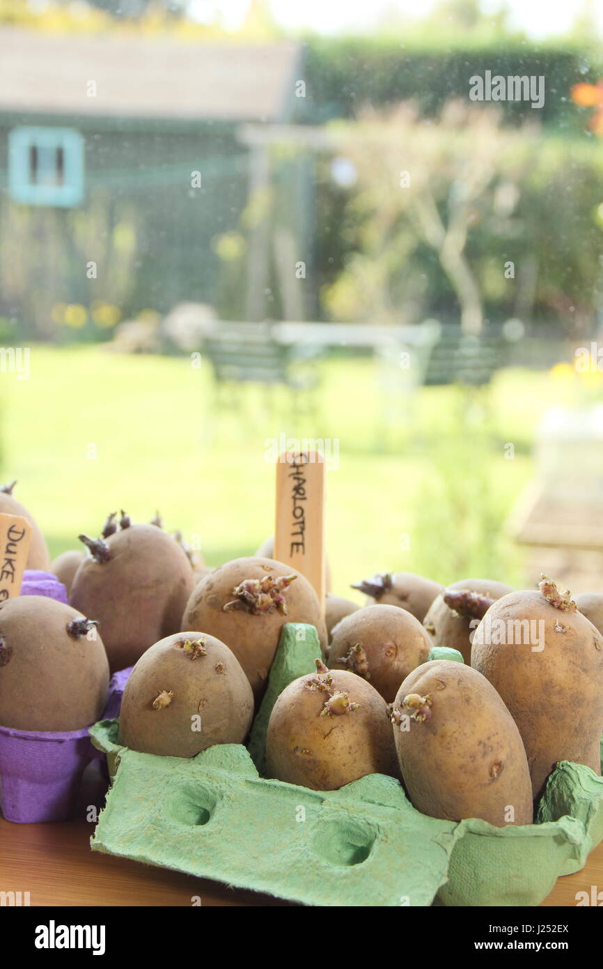Pflanzkartoffeln Kartoffeln in Ei Boxcontainer auf sonnigen Fensterbank Förderung starke Sprossen vor dem Auspflanzen im Garten (im Bild) Stockfoto