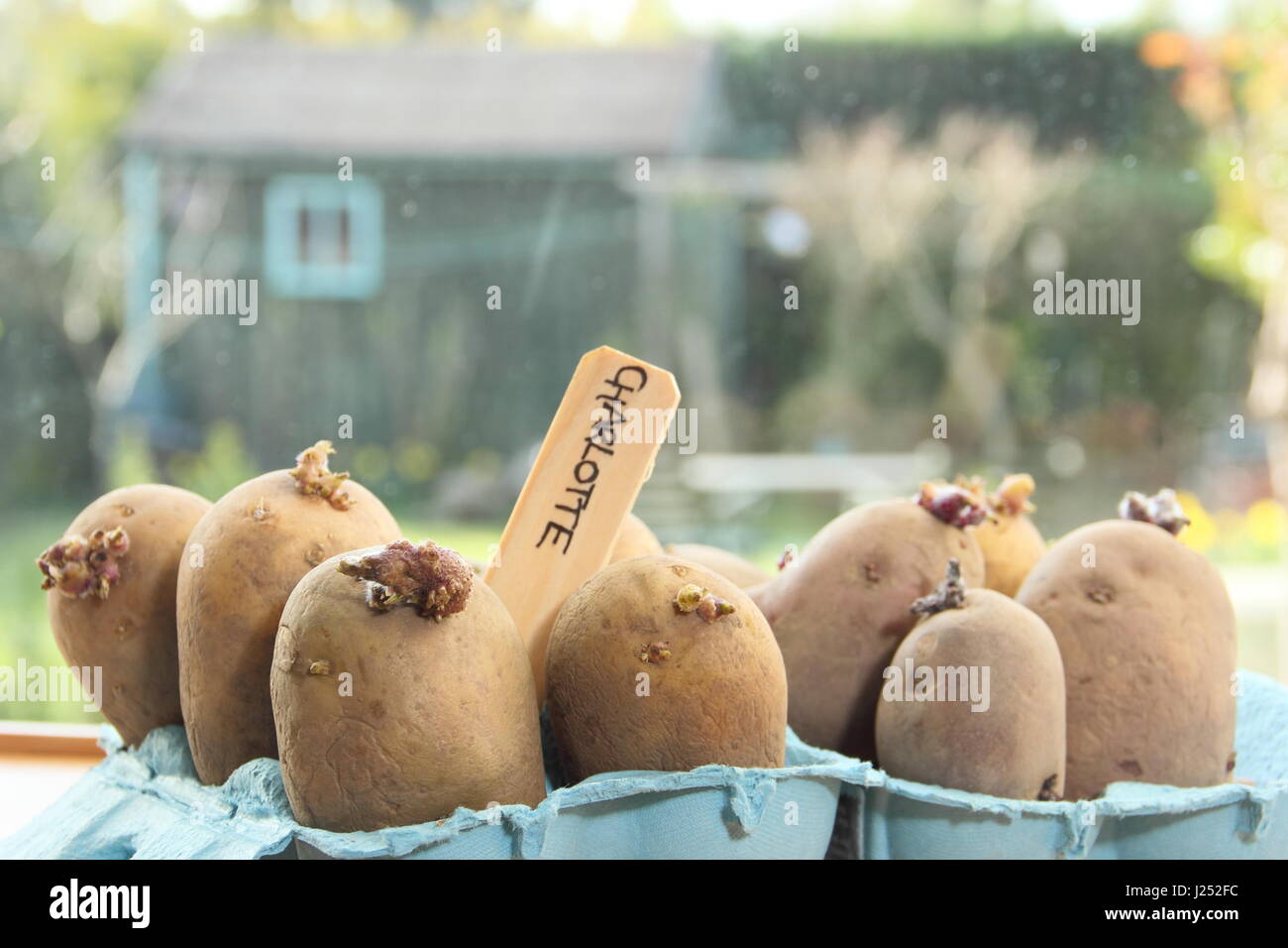 Pflanzkartoffeln Kartoffeln in Ei Boxcontainer auf sonnigen Fensterbank Förderung starke Sprossen vor dem Auspflanzen im Garten (im Bild) Stockfoto