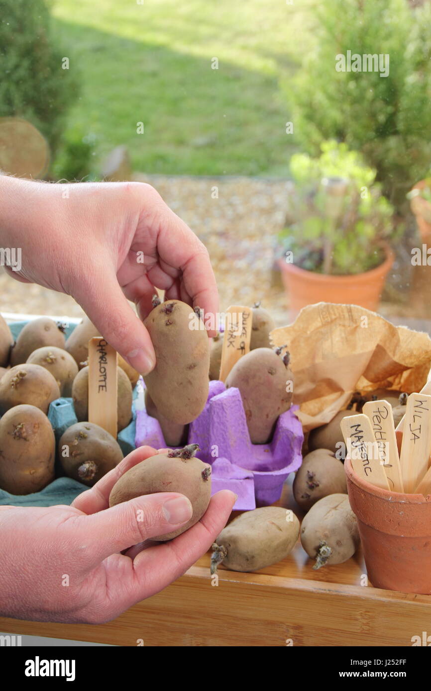 Männliche Gärtner Plättchen Sorten von Saatgut Kartoffel in Ei-Box auf der sonnigen Fensterbank in englischen Haus, starke Triebe zu fördern, vor dem Auspflanzen im Garten Stockfoto