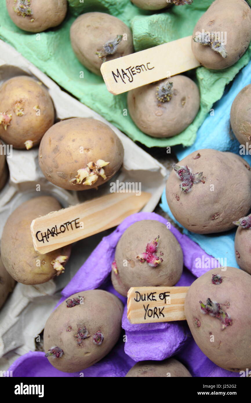 Gekennzeichnet Saatgut Kartoffeln Kartoffeln Ei Boxcontainer drinnen Förderung starke Sprossen vor dem Auspflanzen im Gemüsebeet Stockfoto