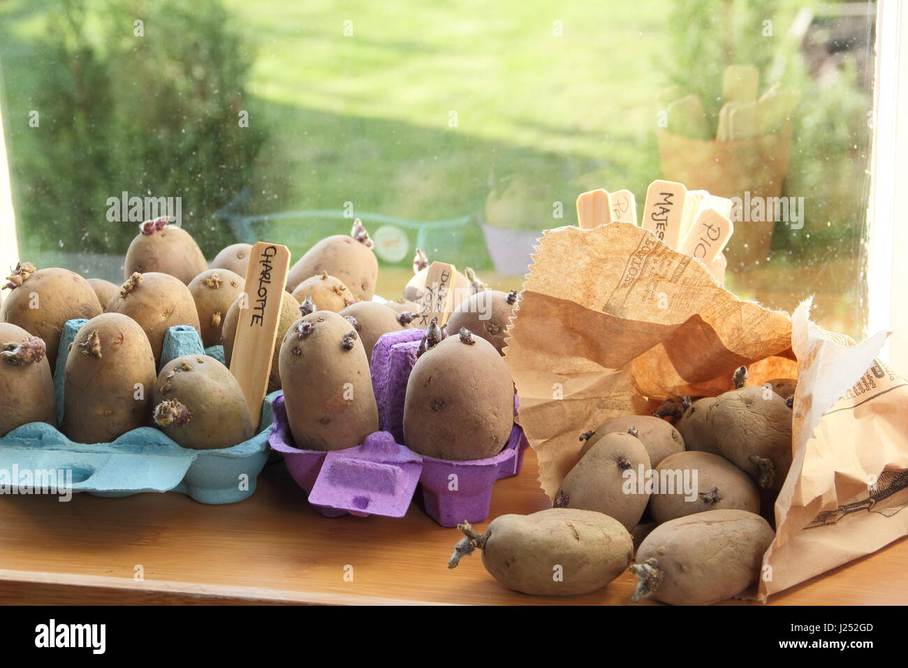 Pflanzkartoffeln Kartoffeln Ei box Container auf der sonnigen Fensterbank innen Förderung starke Sprossen vor dem Auspflanzen im Garten (im Bild) Stockfoto