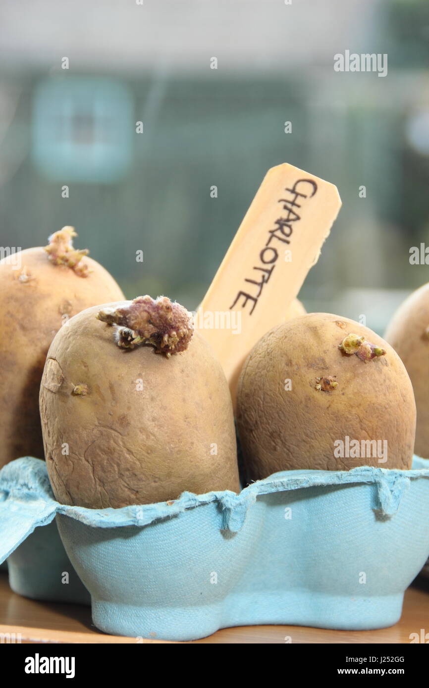 Pflanzkartoffeln Kartoffeln Charlotte in Ei Boxcontainer auf sonnigen Fensterbank Förderung starke Sprossen vor dem Auspflanzen im Garten (im Bild) Stockfoto