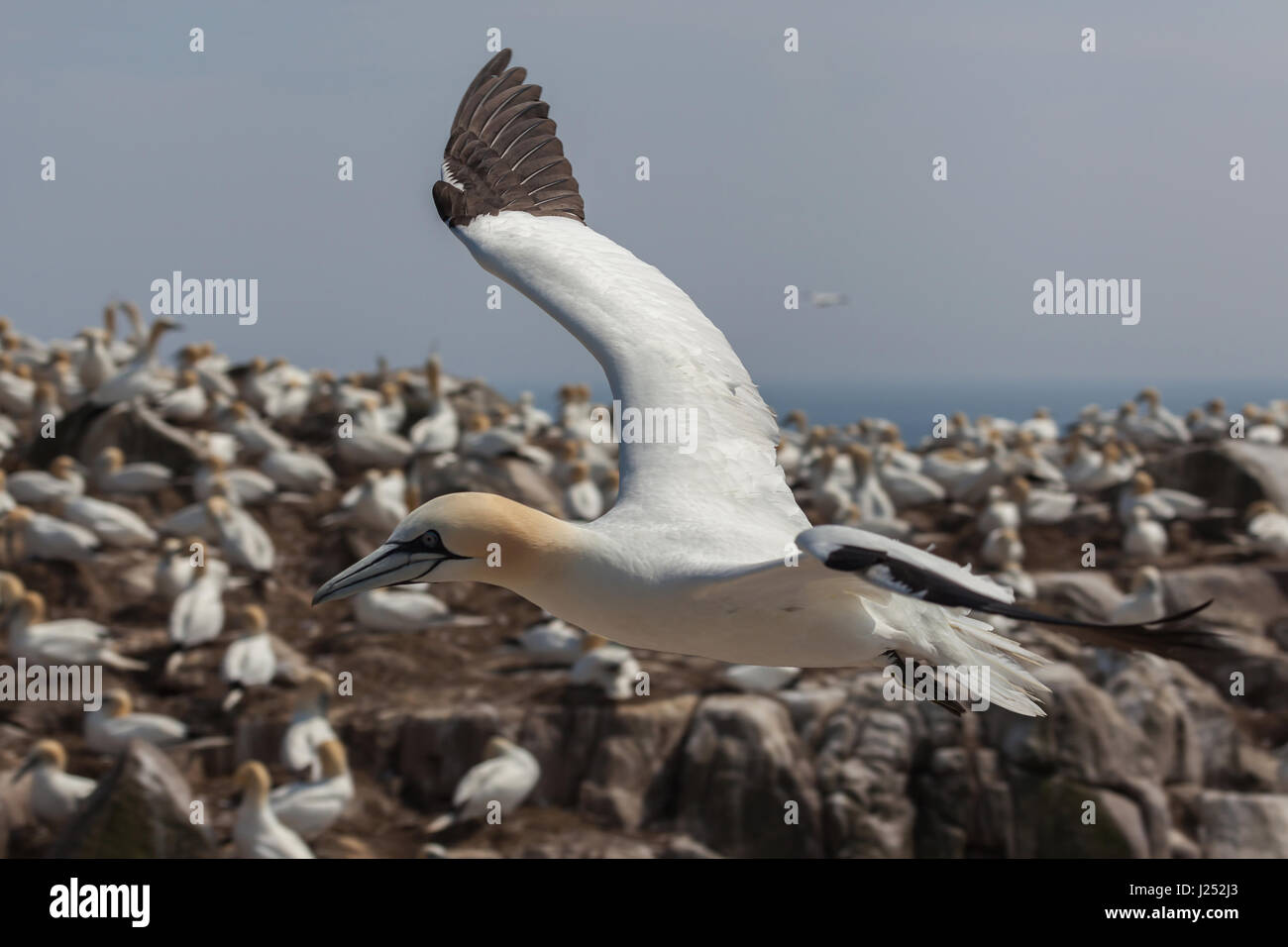 Eine Gannett vor nistende Basstölpel fliegen Stockfoto