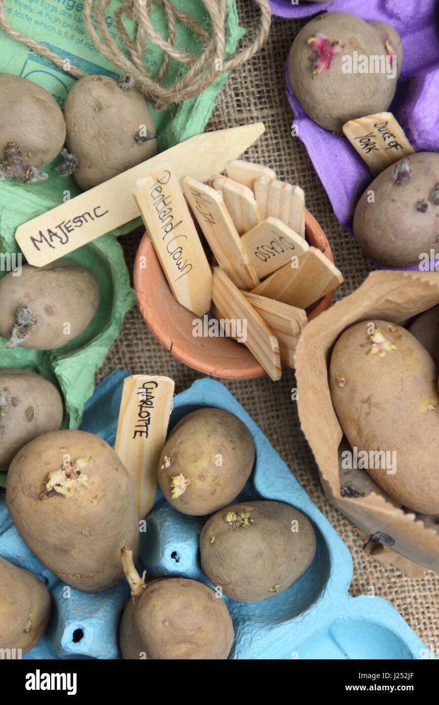 Kennzeichnung Saatgut Kartoffeln Kartoffeln Ei Boxcontainer drinnen Förderung starke Sprossen vor dem Auspflanzen im Gemüsebeet Stockfoto