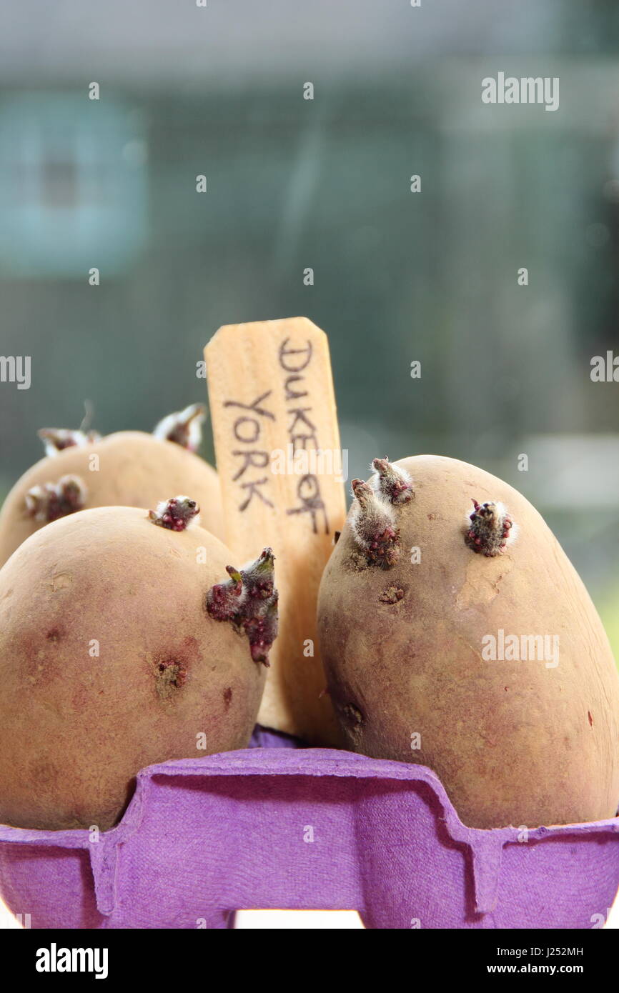 Pflanzkartoffeln Kartoffeln in recycelten Eierkarton auf sonnigen Fensterbank Förderung starke Sprossen vor dem Auspflanzen im Garten (im Bild) Stockfoto