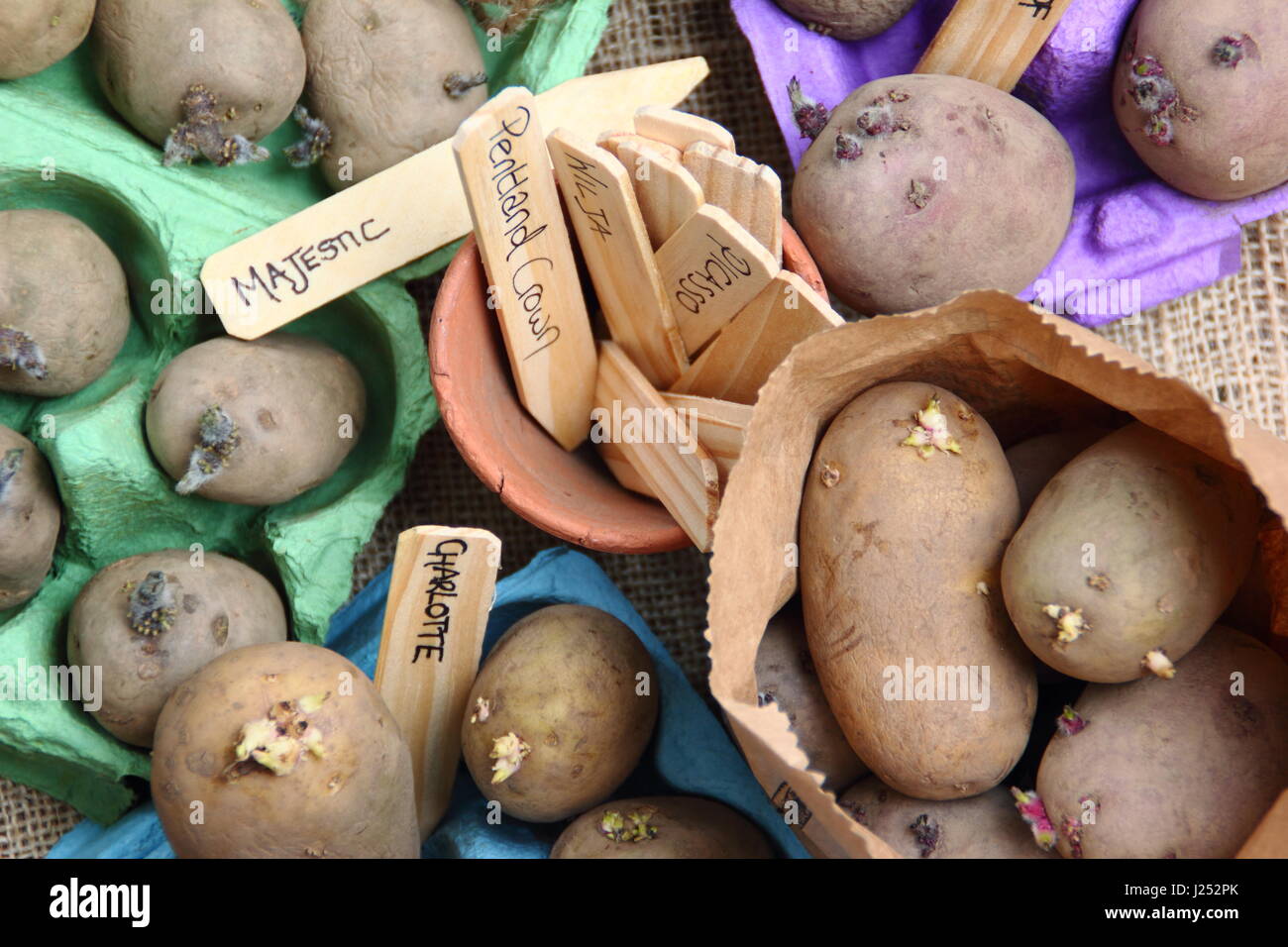 Gekennzeichnet Saatgut Kartoffeln Kartoffeln Ei Boxcontainer drinnen Förderung starke Sprossen vor dem Auspflanzen im Gemüsebeet Stockfoto