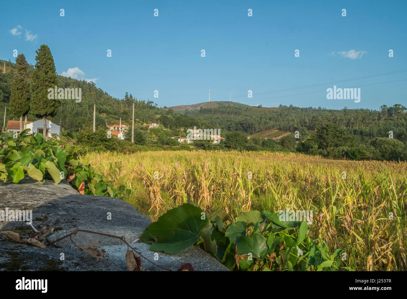 Kornfeld mit Bergen Stockfoto