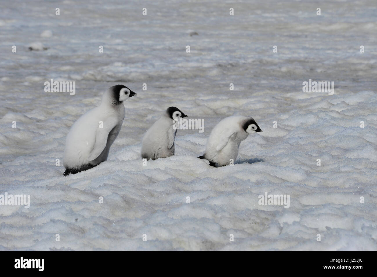 Kaiserpinguin-Küken in der Antarktis Stockfoto