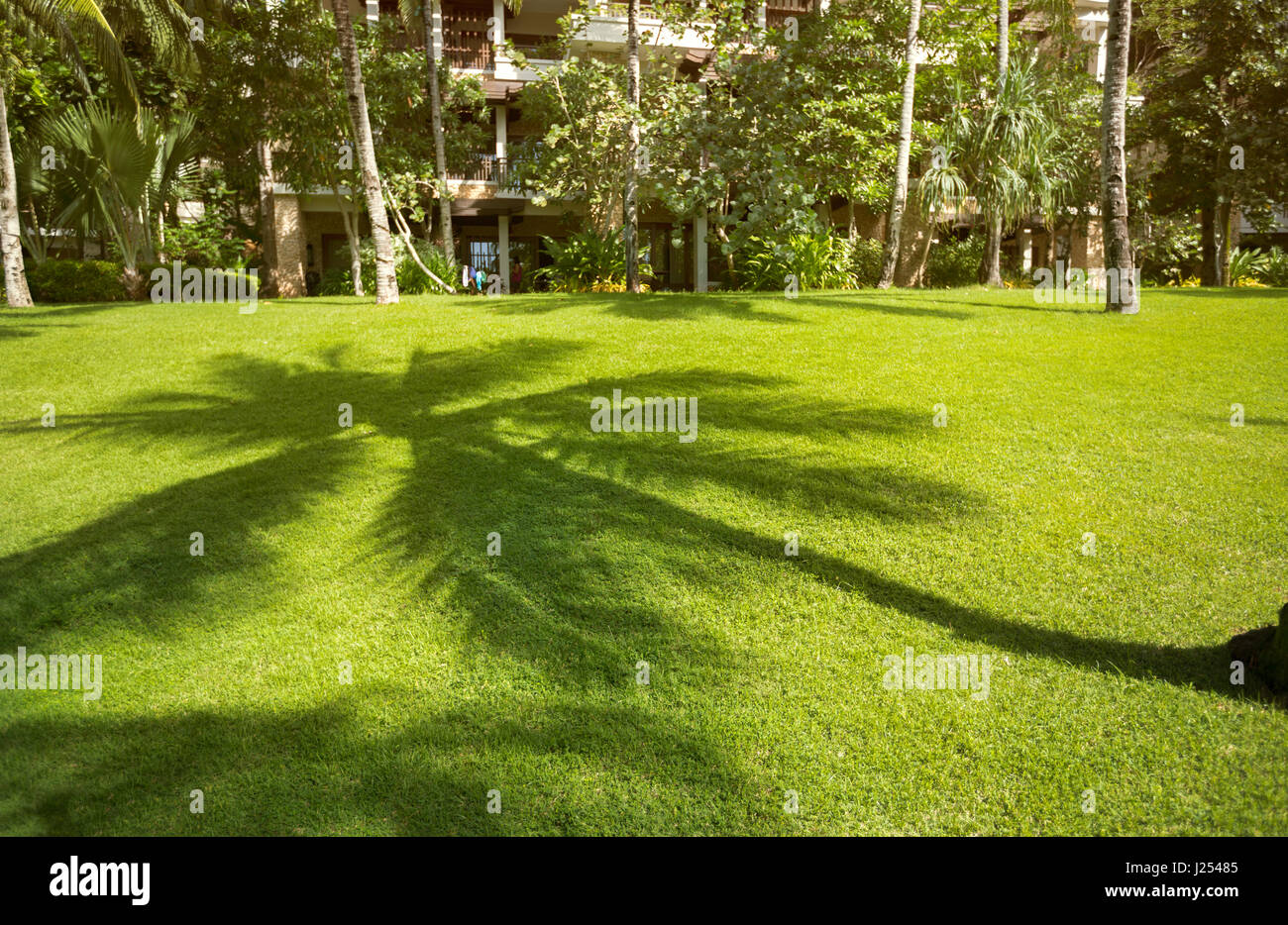 Kokosnuss Baum Schatten auf dem grünen Rasen Stockfoto