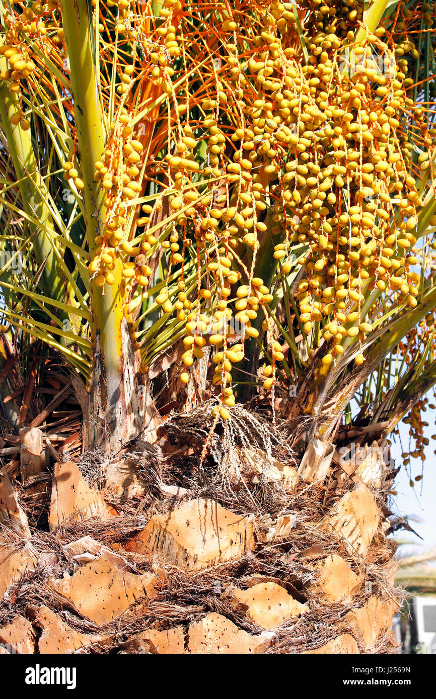 Phoenix Canariensis - Kanarische Dattelpalme Stockfoto