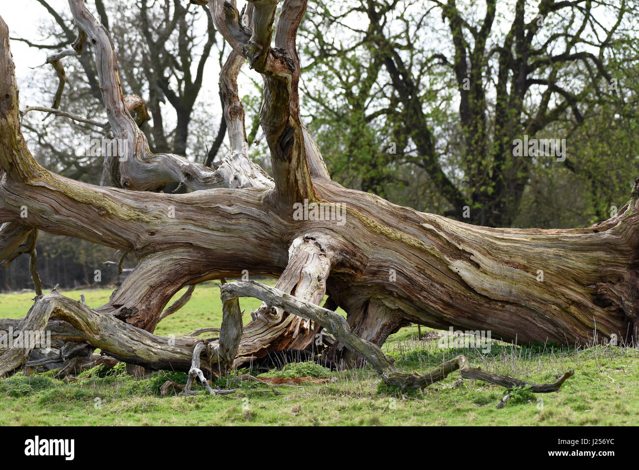 Tot umgestürzten Baum verrotten auf Erden Großbritannien Uk Stockfoto