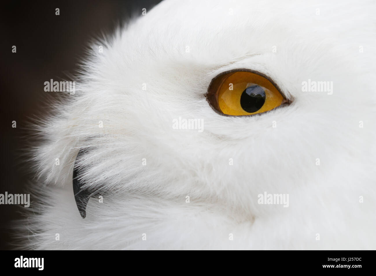 Nahaufnahme Foto eine Schnee-Eule (Bubo Scandiacus). Stockfoto