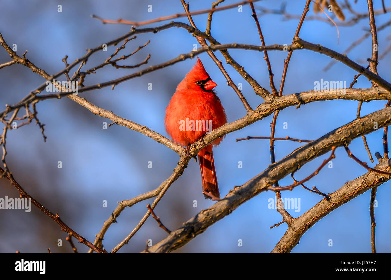 Eine Strunning, die männliche Kardinal auf einem Ast im Winter thront Stockfoto