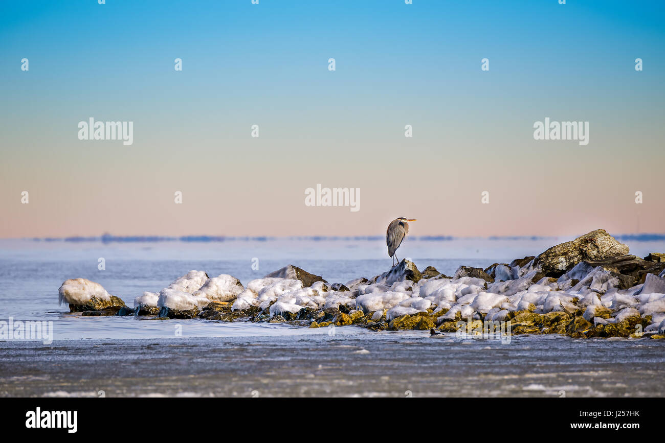 Great Blue Heron auf einem gefrorenen Chesapeake Bay im winter Stockfoto