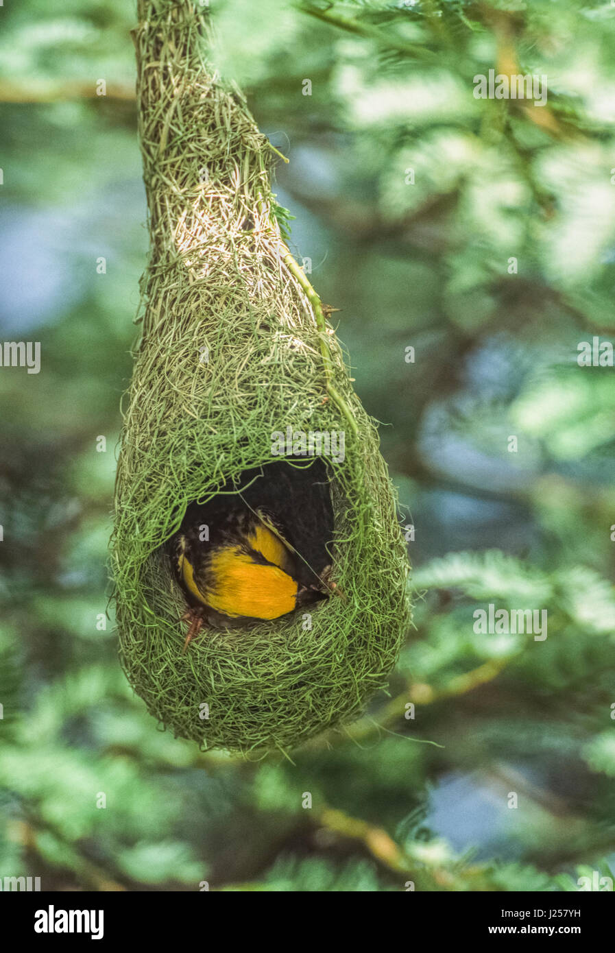 Baya Weaver Männchen, (Ploceus Philippinus), Pendel Nestbau, Keoladeo Ghana Nationalpark, Bharatpur, Rajasthan, Indien Stockfoto