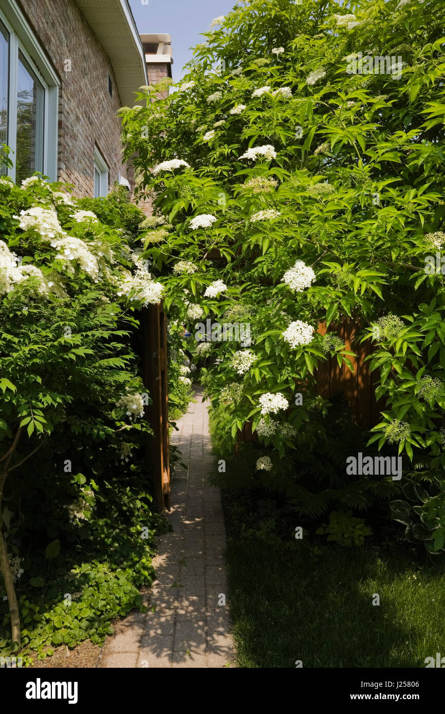 Gepflasterte Steinpfade und weiße Kletter-Hydrangea Petiolaris Blumen in einem begrünten Hinterhof Garten im Frühjahr. Stockfoto