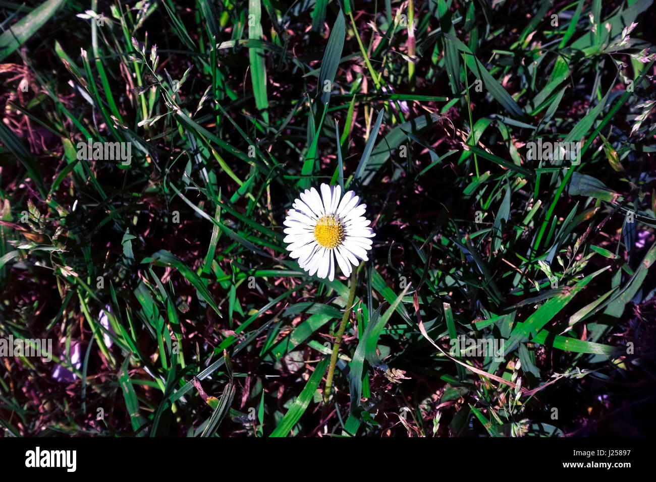 Eine weiße Englisch Gänseblümchen (Bellis Perennis) Blume auf einer Wiese. Stockfoto