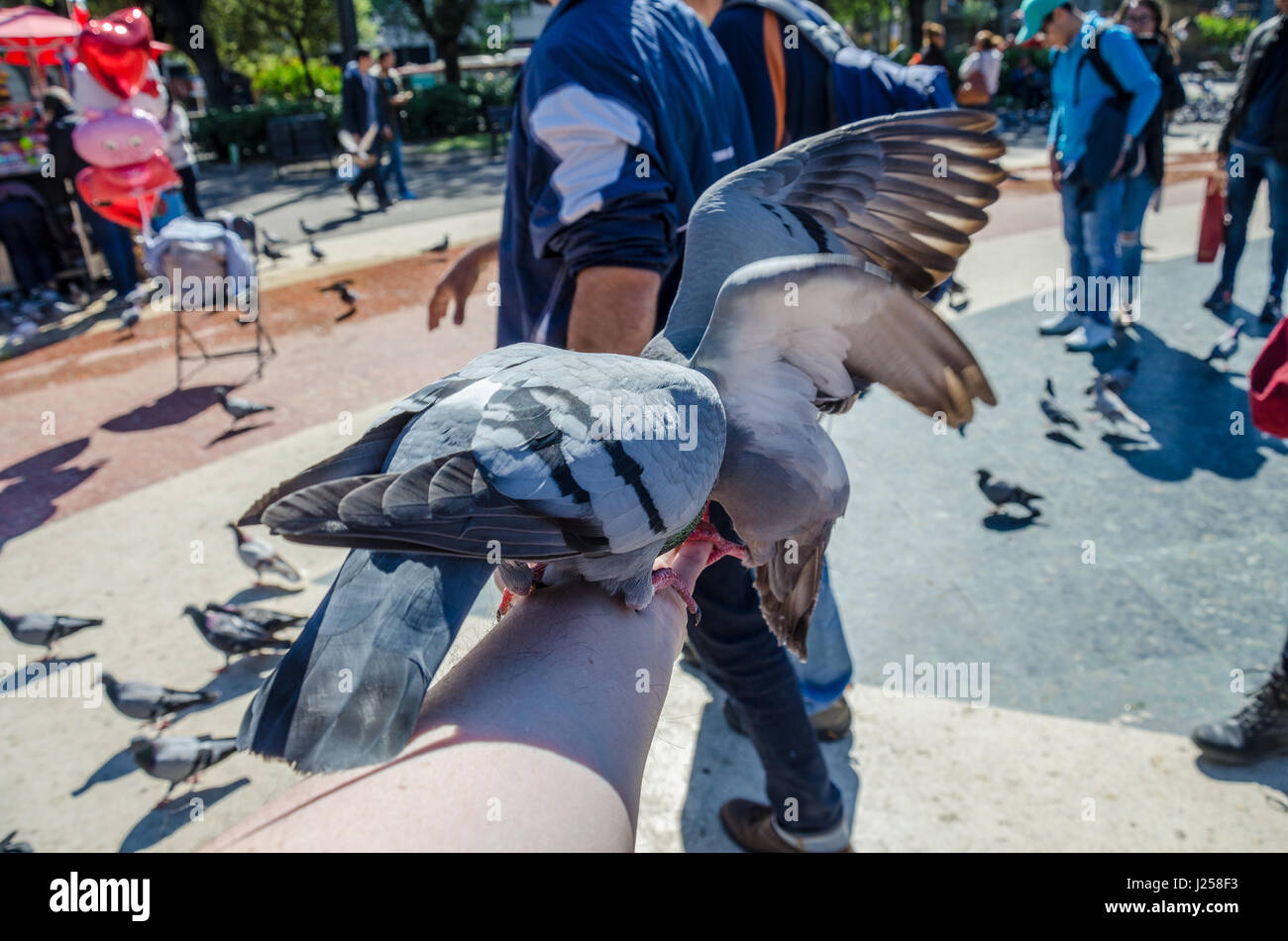 Tauben Essen Vogelfutter aus der Hand in Plaça de Catalunya im Zentrum von Barcelona. Stockfoto