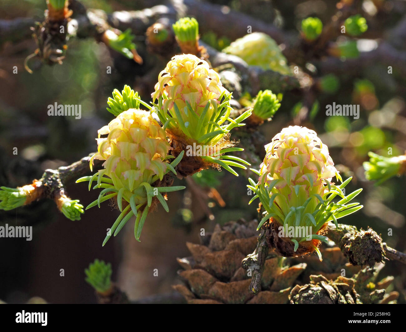 Blüten der japanischen Lärche oder Karamatsu (Larix Kaempferi) bei strahlendem Sonnenschein, rosa und gelbe Hochblätter mit grünen Nadeln auf Basis des künftigen Kegel Stockfoto