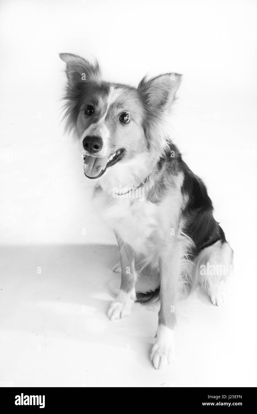 Eine süße Border Collie Hund im studio Stockfoto
