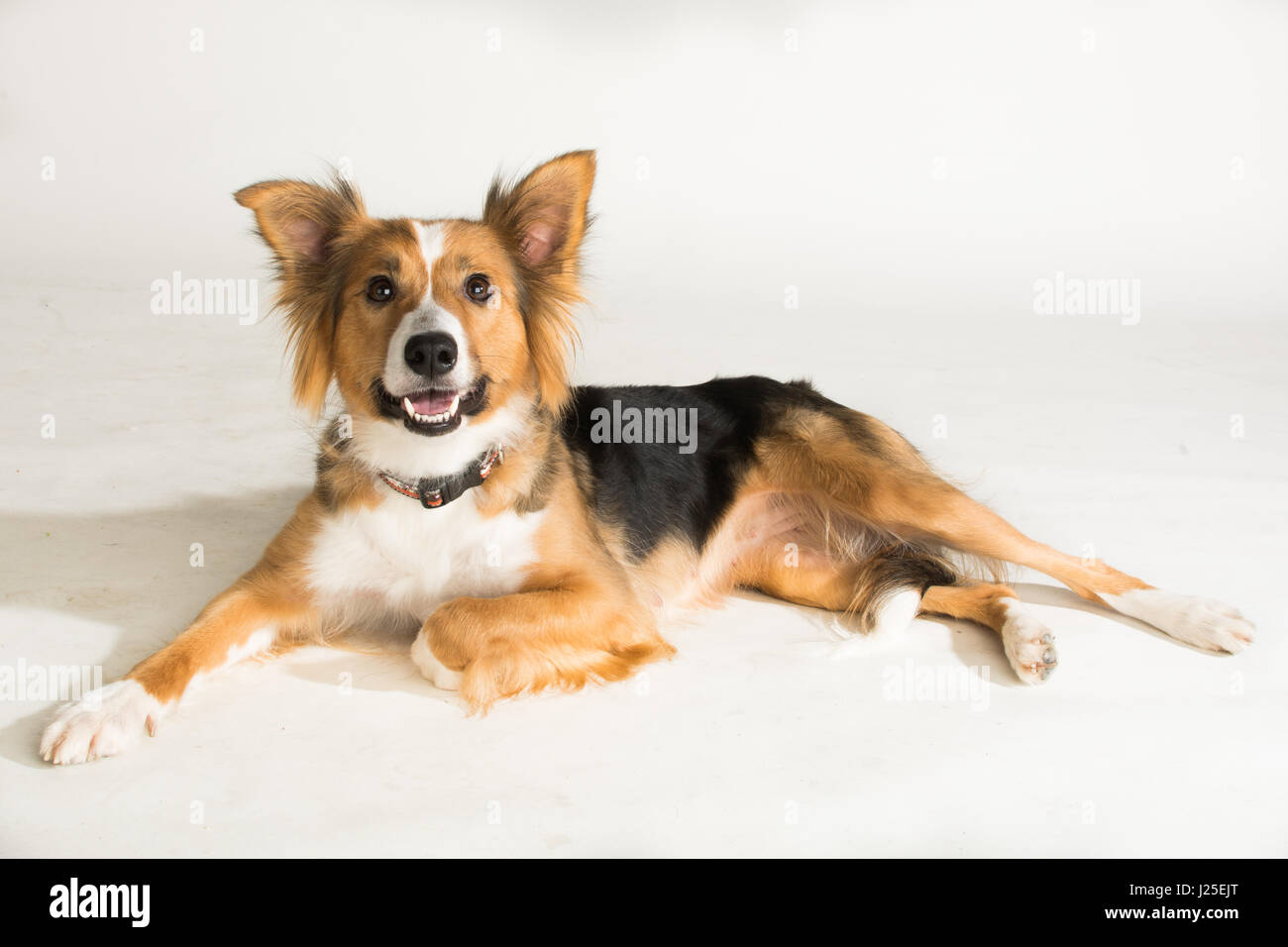 Eine süße Border Collie Hund im studio Stockfoto