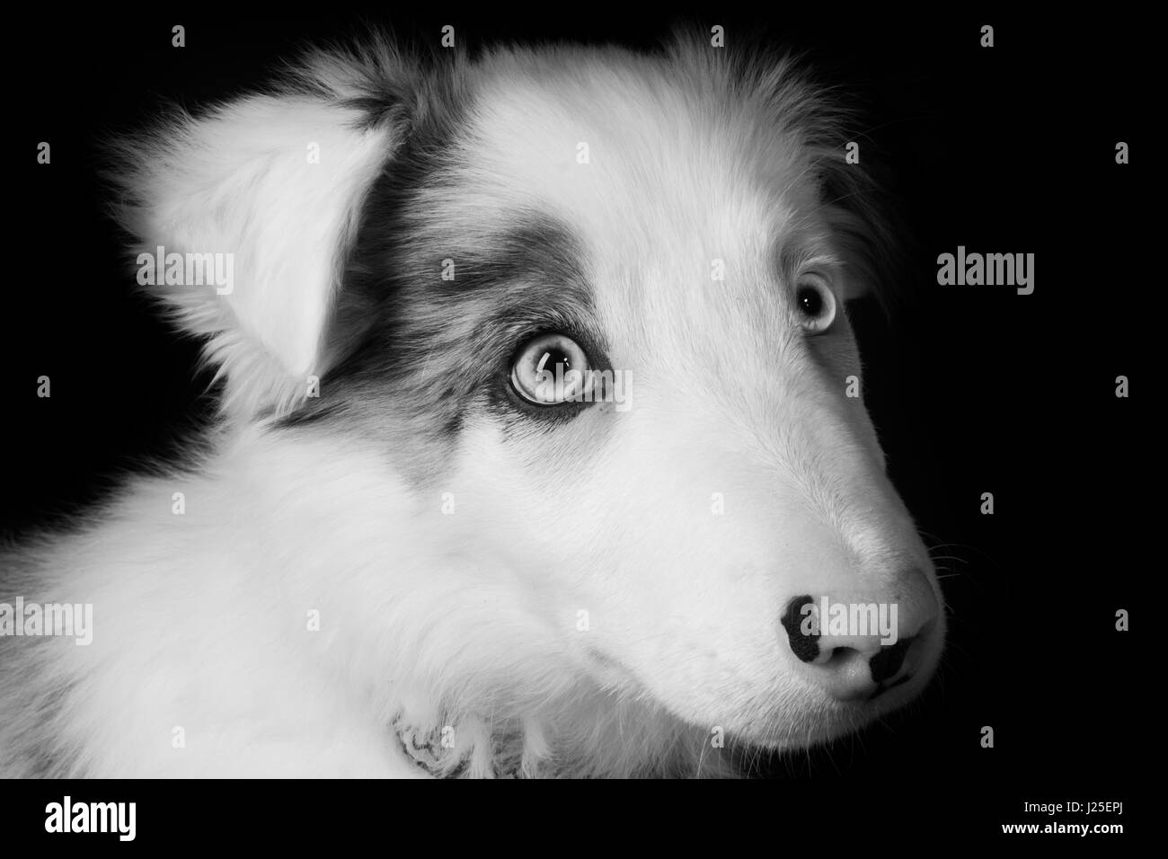 eine wunderschöne blue Merle-Hund mit seinen Foto-Shooting im studio Stockfoto