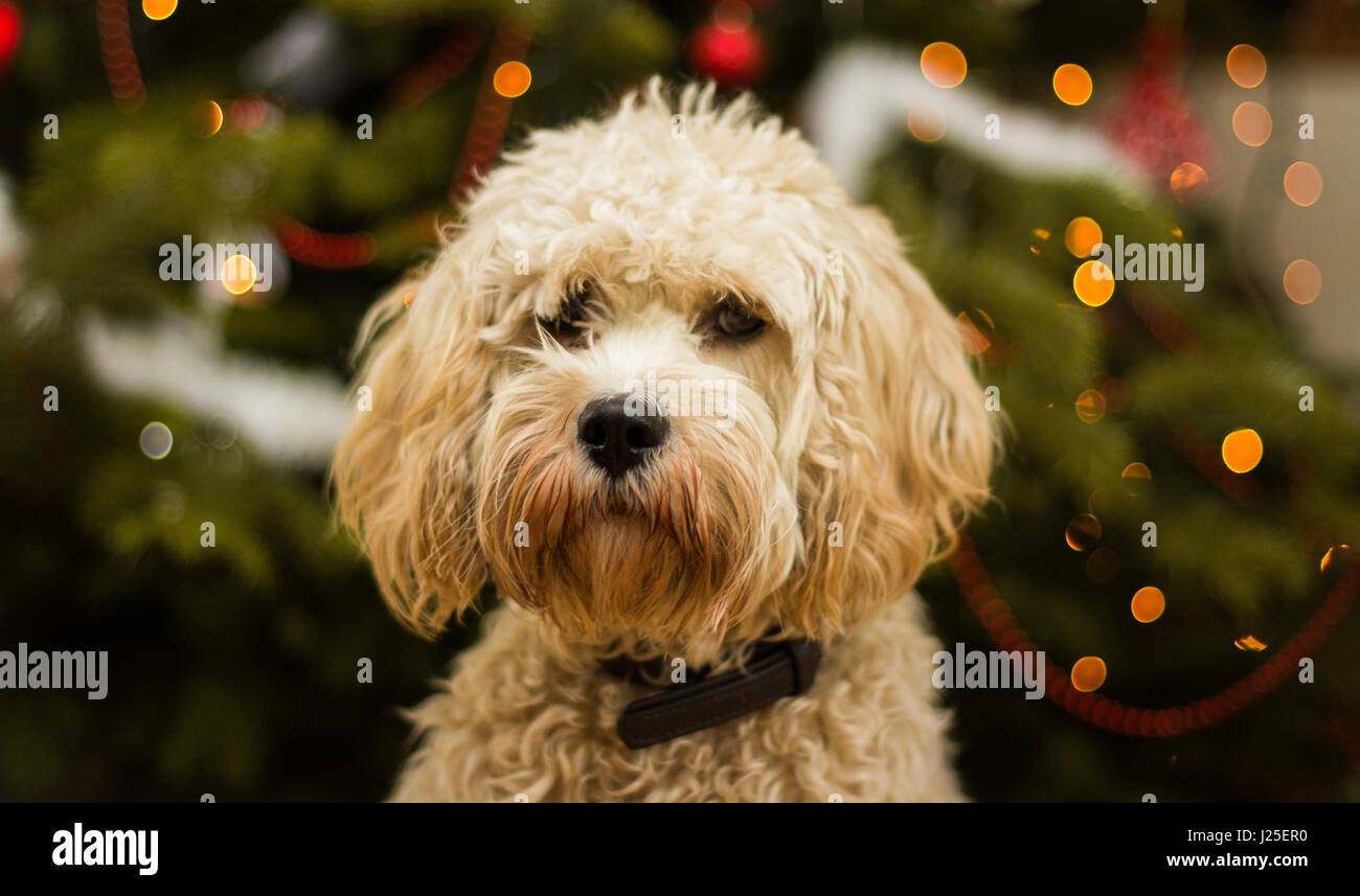 Eine niedliche Cockapoo in aus auf einen Weihnachtsbaum sitzen Stockfoto