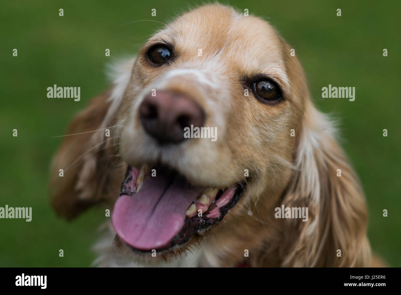 Eine schöne Springer Spaniel in der Sonne spielen Stockfoto