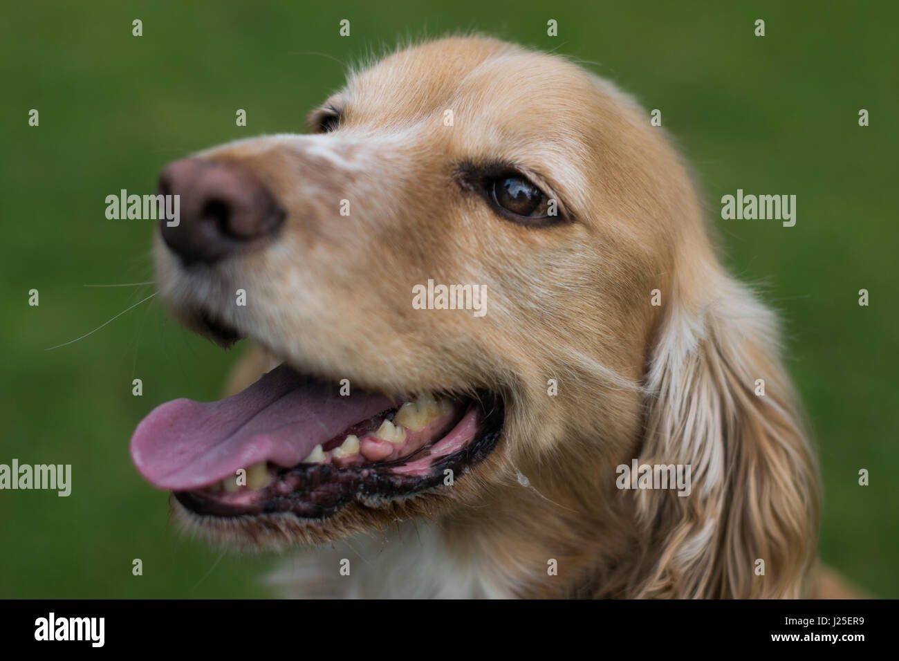 Eine schöne Springer Spaniel in der Sonne spielen Stockfoto