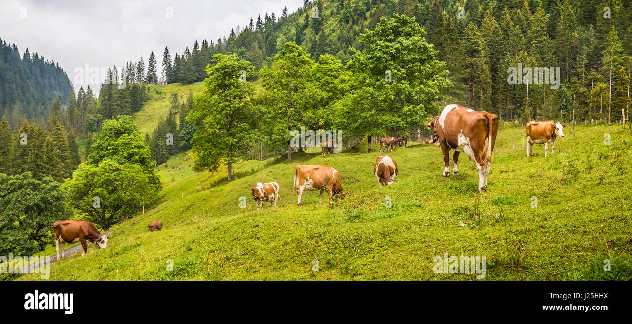 Blick auf grasende Kühe auf idyllischen Bergkulisse der Alpen mit hohen Berggipfeln in mystischen Nebel bedeckt im Sommer, Rosenlaui, Schweiz Stockfoto