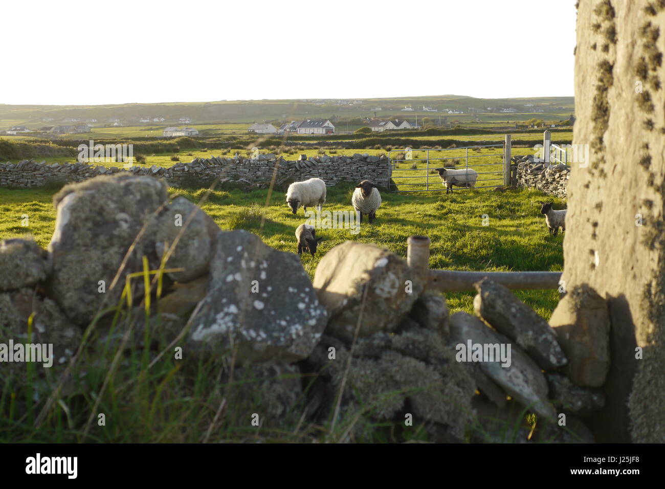 Irische Landschaft mit Schafen. Stockfoto