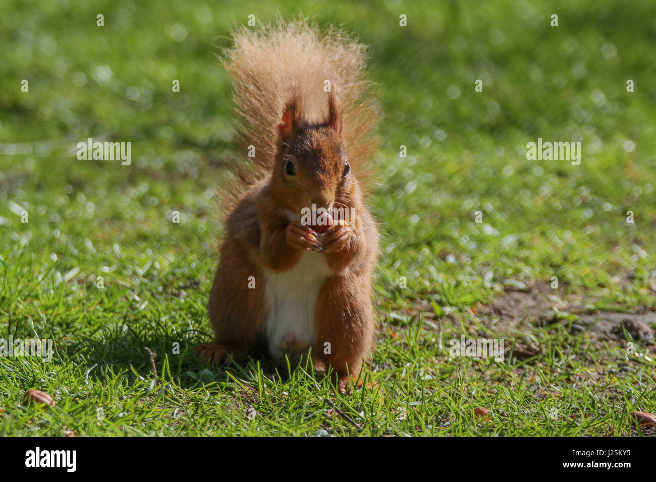 Eichhörnchen Stockfoto