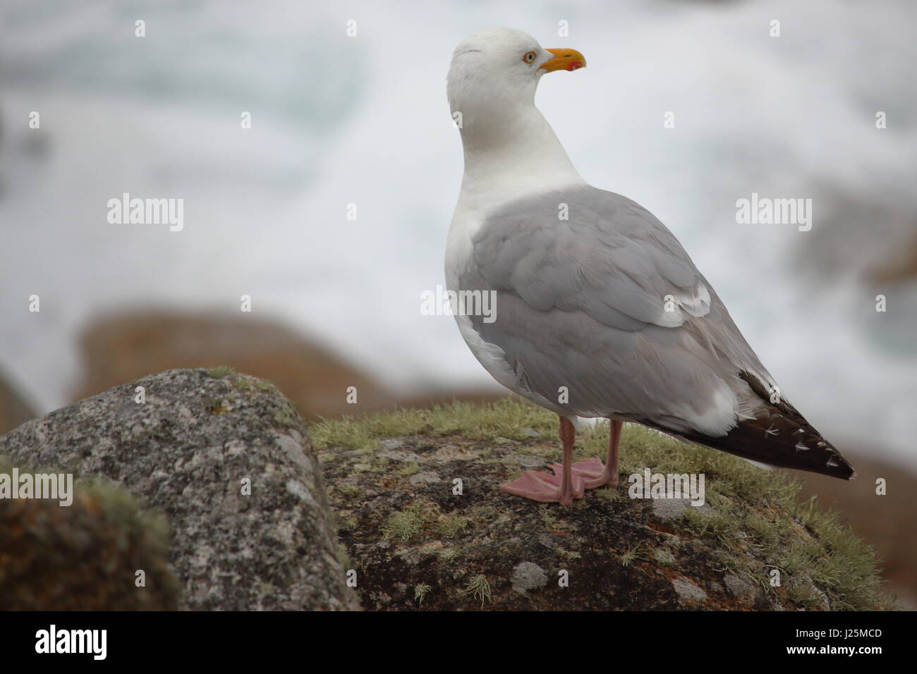 Silbermöwe (Larus Argentatus) vor der Küste bei Sennen; Cornwall, UK Stockfoto