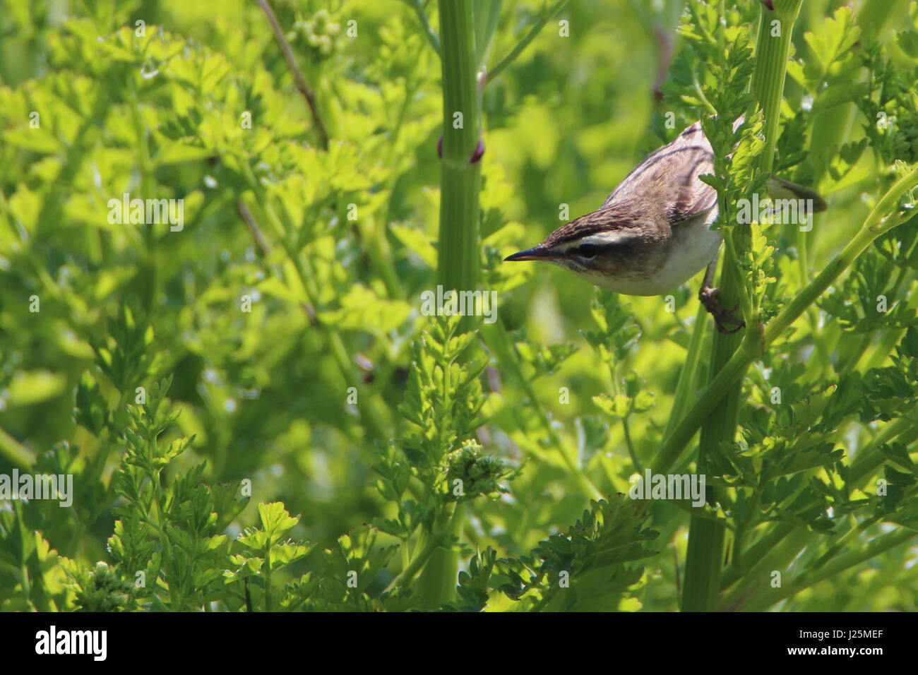 Schilfrohrsänger (Acrocephalus Schoenobaenus) in einem Busch in Anglesey; Wales UK Stockfoto