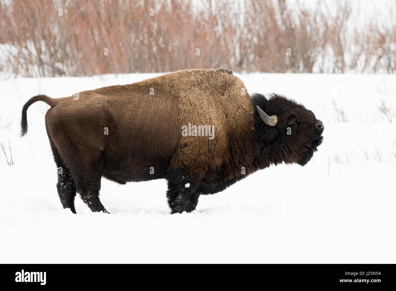 Amerikanischer bison kaufen