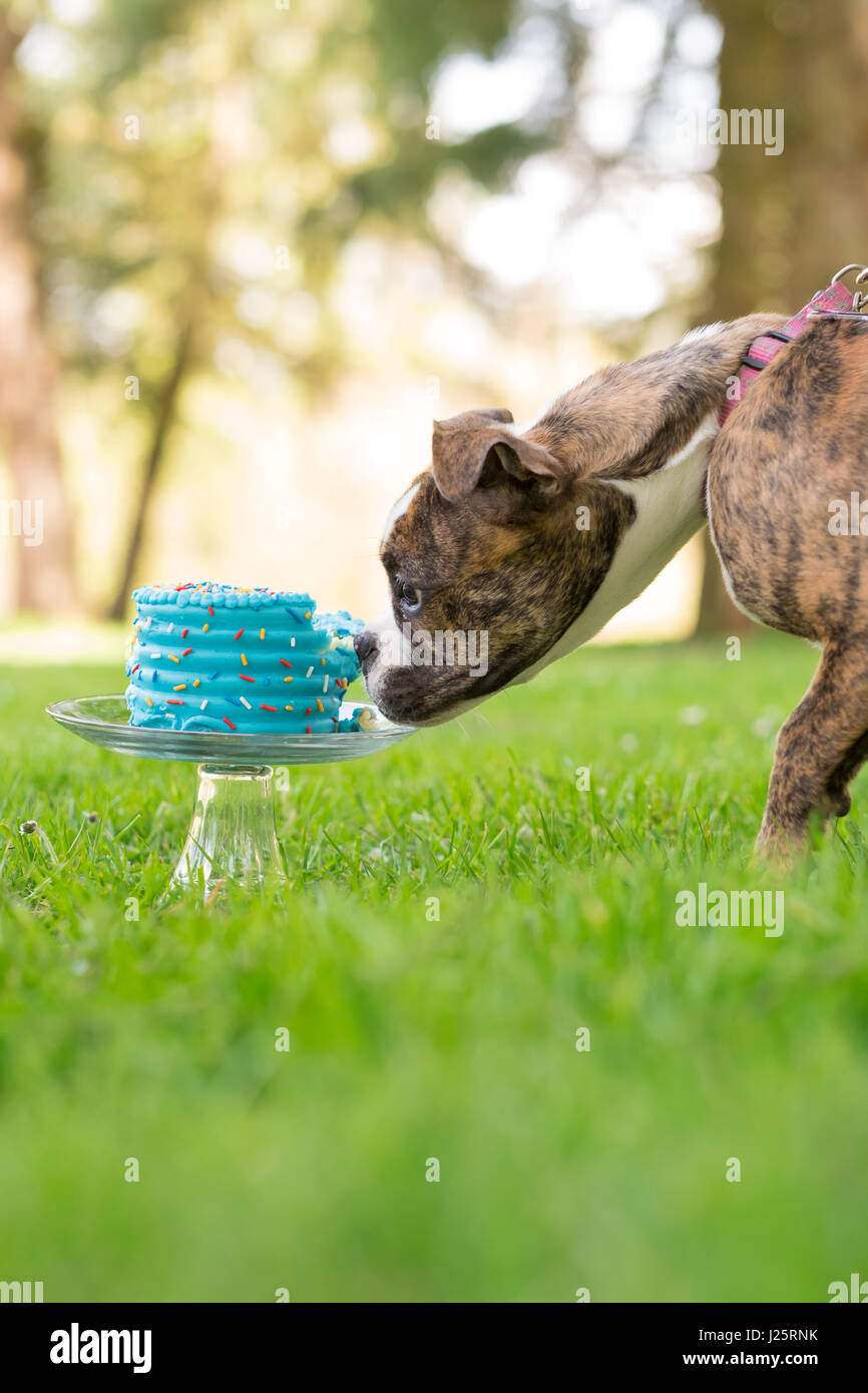 Englische Bulldogge Welpen essen Kuchen Stockfoto