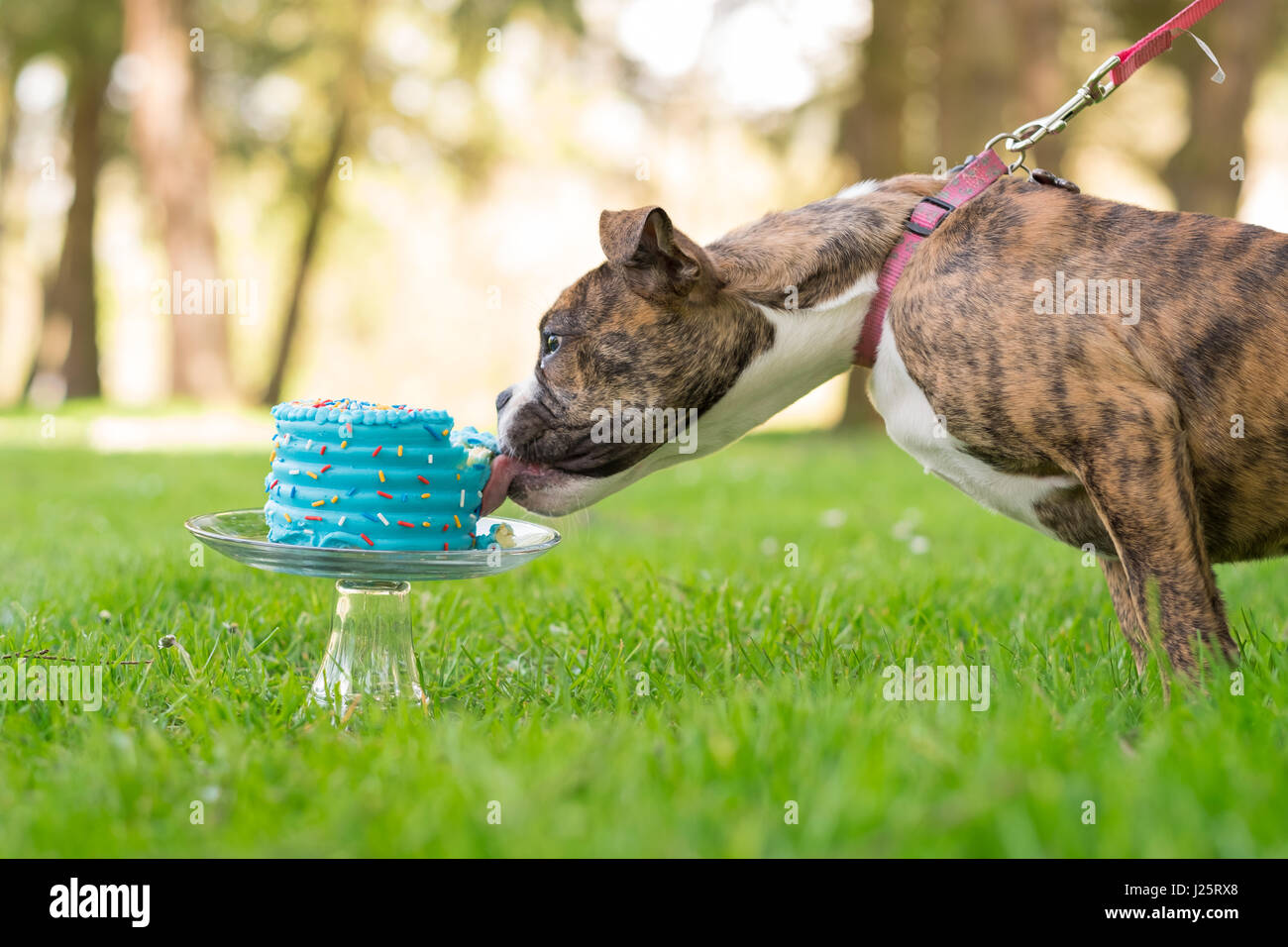 Englische Bulldogge Welpen essen Kuchen Stockfoto