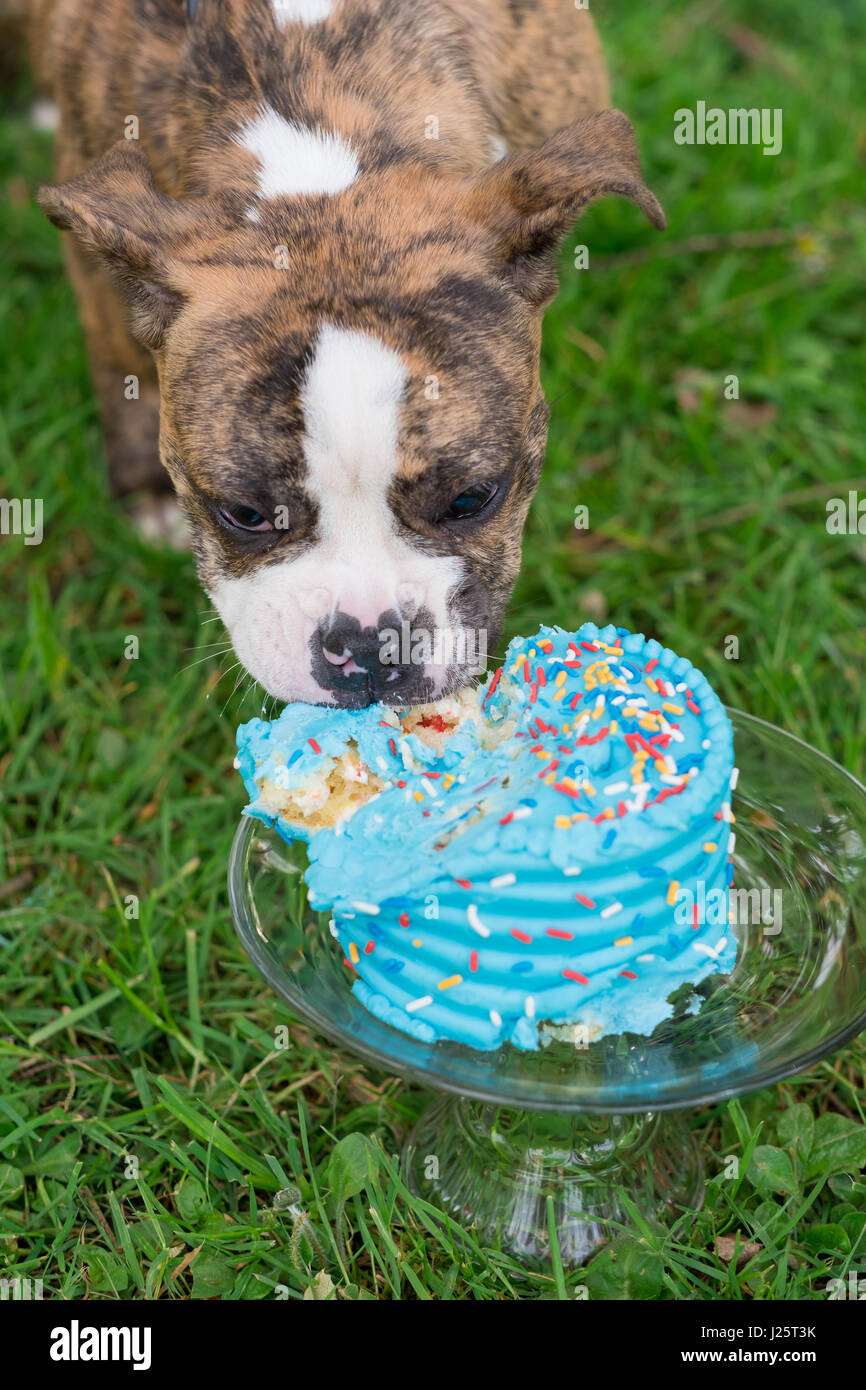 Englische Bulldogge Welpen essen Kuchen Stockfoto
