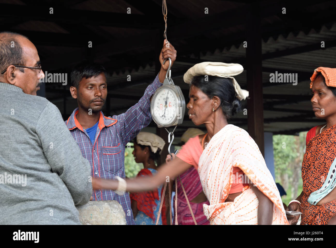 Tee-Pflückerinnen Stockfoto