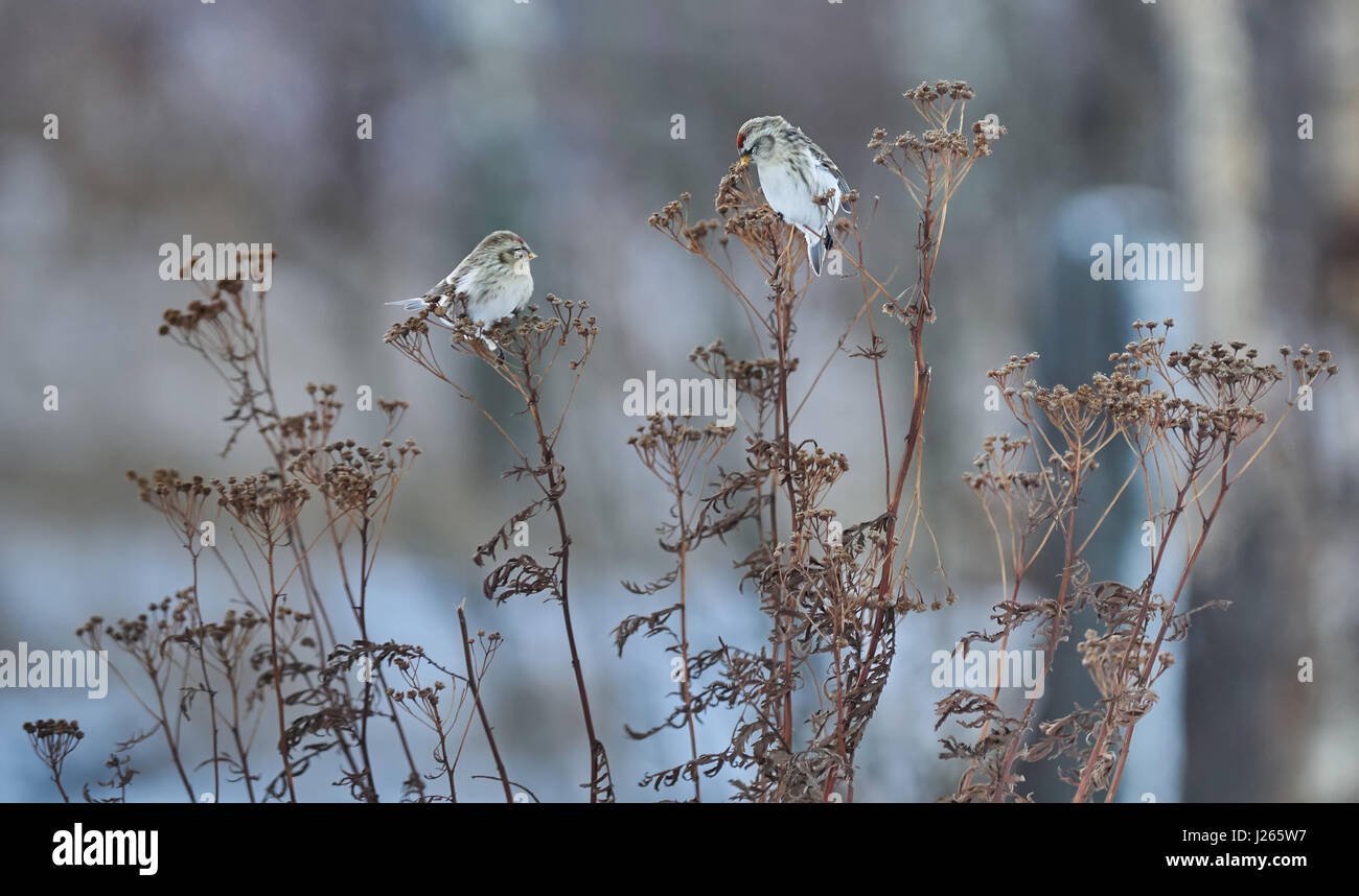 Vogel Zuchtjahr Flammea im trockenen Gras im winter Stockfoto