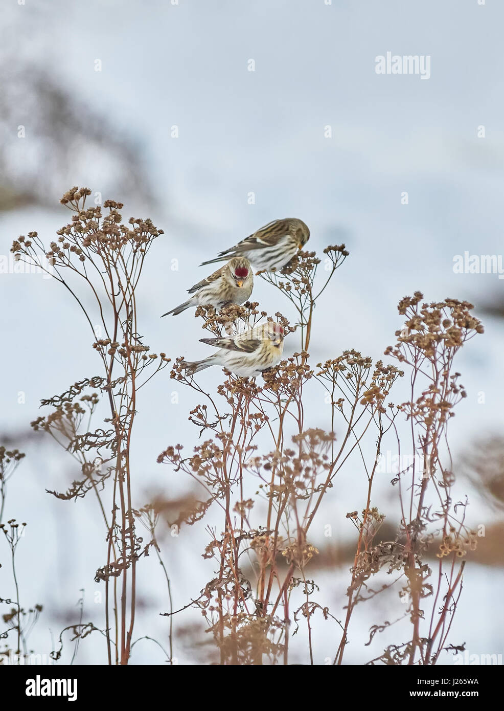 Vogel Zuchtjahr Flammea im trockenen Gras im winter Stockfoto