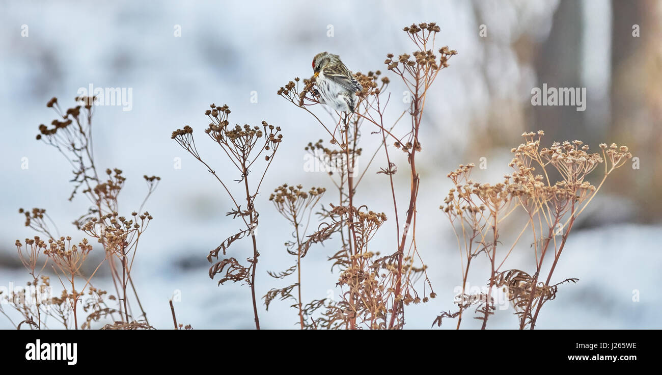 Vogel Zuchtjahr Flammea im trockenen Gras im winter Stockfoto
