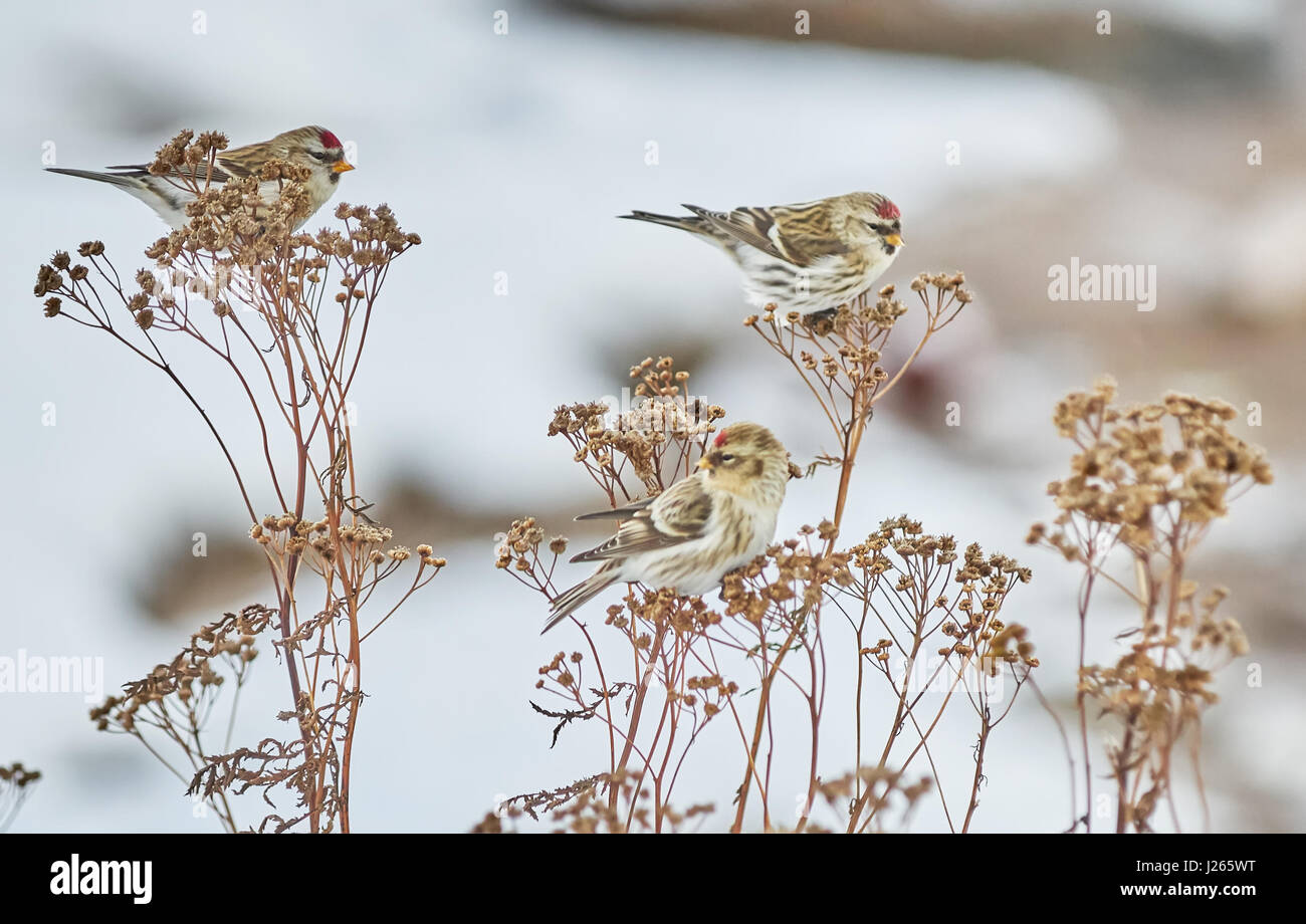 Vogel Zuchtjahr Flammea im trockenen Gras im winter Stockfoto