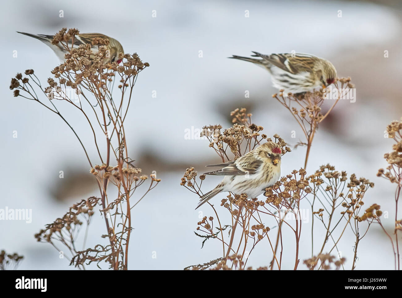 Vogel Zuchtjahr Flammea im trockenen Gras im winter Stockfoto